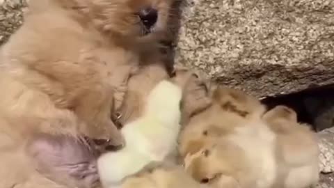 funniest and cutest animal videos on the gram