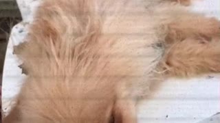 R.I.P. my teacup Pomeranian puppy