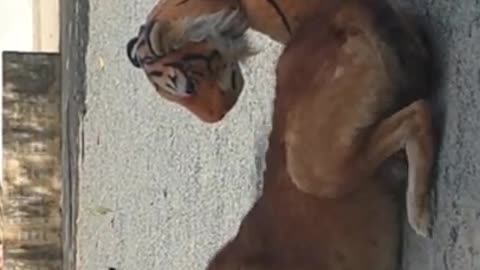 Fack tigar prank dog very funny