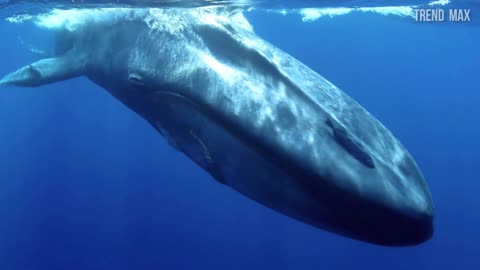 Whale 🐋