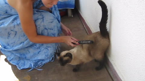 Cat likes to be brushed