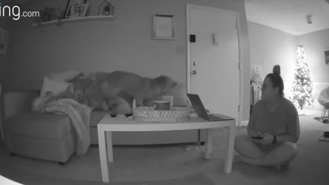 Puppy Having Zoomies and Older Dog Tries to Stop Her