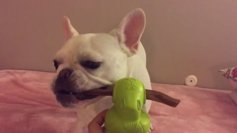 French Bulldog unsure what to do this large treat on duck!