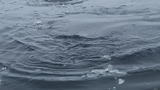 Bowhead Whale Emerges From Icy Water