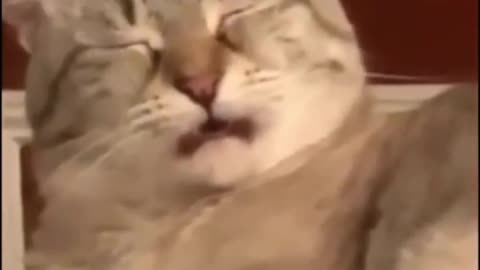 Cat Edition.Try Not To Laugh Challenge. Funny Videos😂😹