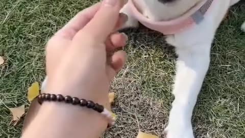 I found a cute puppy 🐶