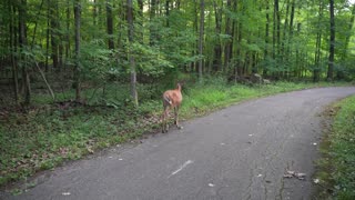 Wildlife Encounters: A Deer!