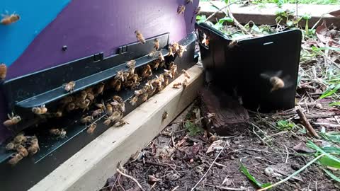 Bumbling Bee slow-mo antics as they leave the hive