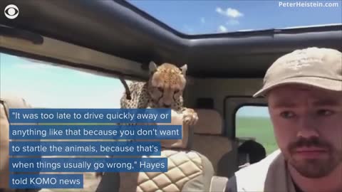 Cheetah jumps into safari car😲🐆#Goosebumpes!