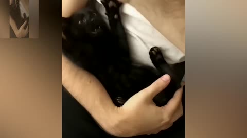 The owner is tickling the cat