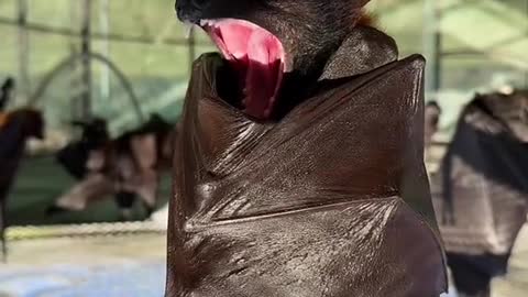 big yawn