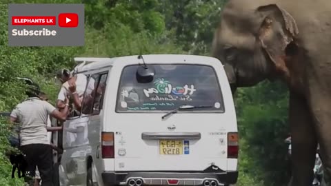 elephant Attack in india