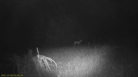 night deer 10/22 2