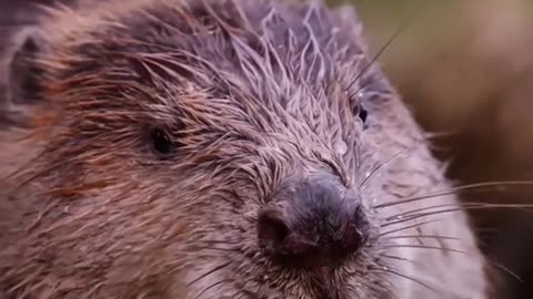 Beavers please protect wild animals to explore the nature