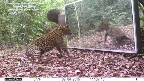 An Elephants Family Refuses To Share A Big Mirror With A Leopard (Short Version