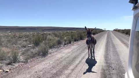 Donkey chases a car