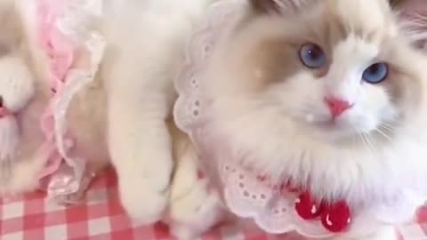Cute Cat Video