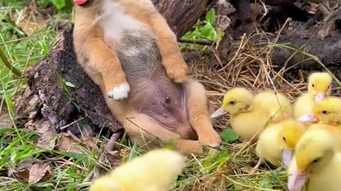 cute dog 🐶🐶 funny dog 🤣🤣 baby ducks 🥰 cute Dog and ducks are playing