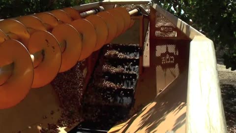 Smile Nuts Pistachio Cultivation - Pistachio harvest machine - Pistachio Processing Factory