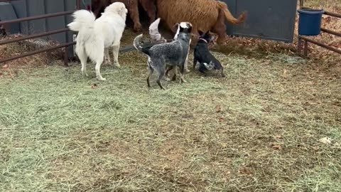 Working Dogs Load Cattle Onto Trailer