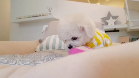 Bichon frise is so cute! gorgeous very cute puppy videos - tea cup puppies