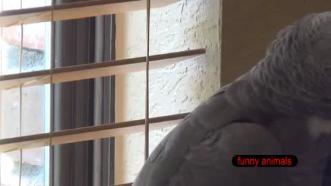 The SMARTEST PARROT in the WORLD 🦜💬 ( the African Gray)
