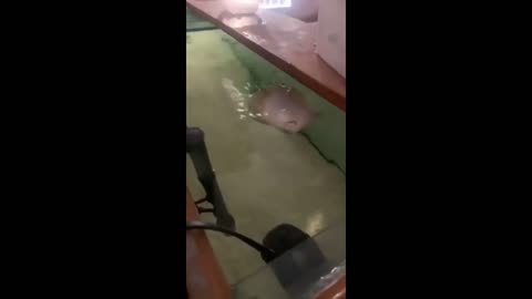 Stingray swims upside-down so he can spit water out of enclosure