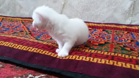 Cute cat 😸 | Kitten | Persian Cat very funni cat