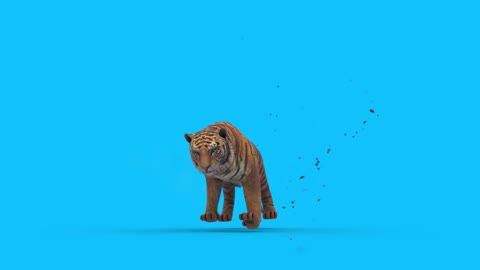 tiger video keying running composite animal display