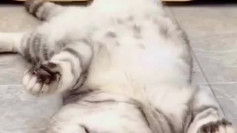 Cute cat videos - Funny cats video #cat #funnyvideos #catvideos