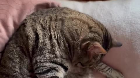 Cute Cats Sleeping #50