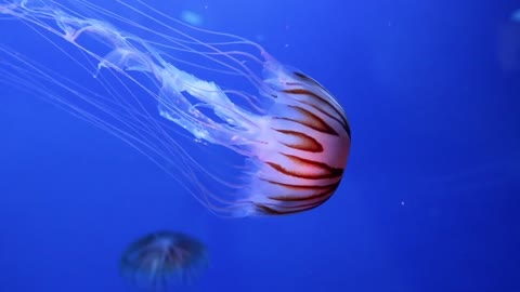 A Group Of Jellyfish Swimming Underwater At Display In An Aquarium