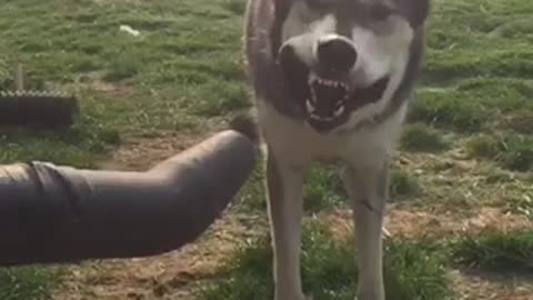 Wolf-dog hybrid fascinated with leaf blower