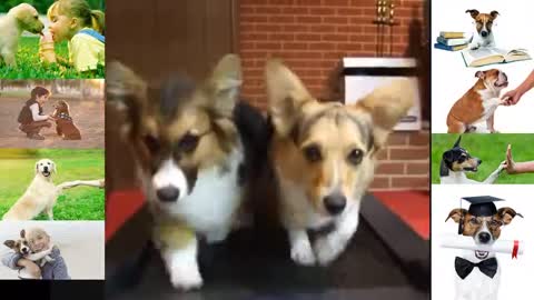 Funny and cute dogs video