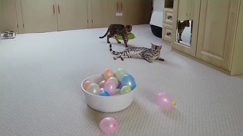 Bengal Kittens Playing With Balloons StayHome