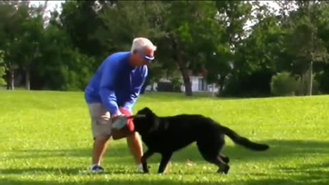 Train dog to become aggressive