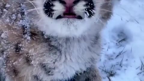 This kitten is so cute African leopard man is in harmony with nature