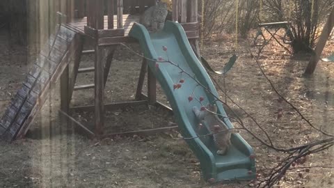 Bobcat Kittens Play on Backyard Playset