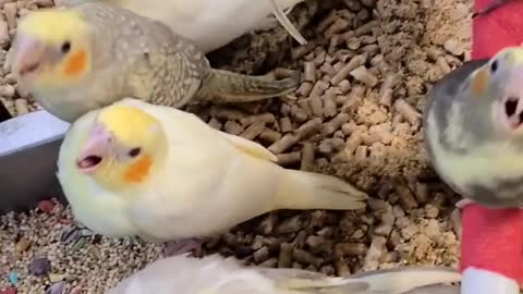 Baby cockatiels all colors in the nursery at Brenda's Birds