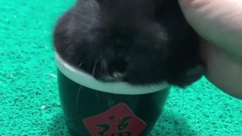 Teacup rabbit