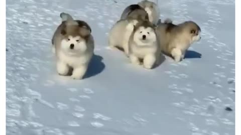 🐶Husky Puppies Snow Chase❄️ | cute puppy videos | whatsapp status
