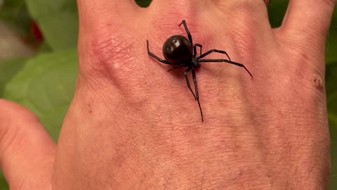 Holding a Giant Black Widow