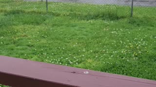 Rain sounds in my front yard