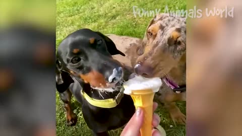 funy animal vedeo2023 😁-funniest dogs and cats vedeo