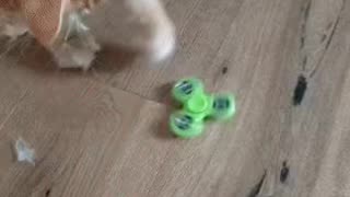 Cute Cat Gif