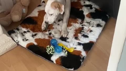 Puppie picks a fight with a dental stick