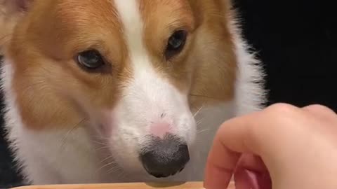 Canine Culinary Delight Watching Our Dog Enjoy a Scrumptious Meat