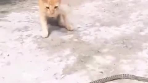 🐱 cat Vs Snake 🐍 Fight each other 😀