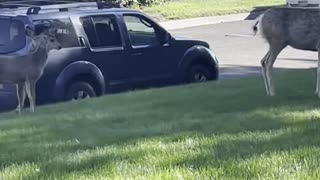 Deer and Dog Boop Snoots on Lawn