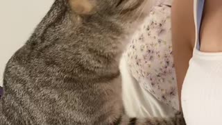 Cat Is Surprised By Facemask